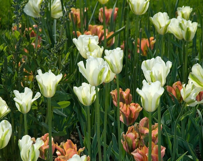Prechilled Ready to Force Viridiflora Tulip Bulbs 5 Etsy
