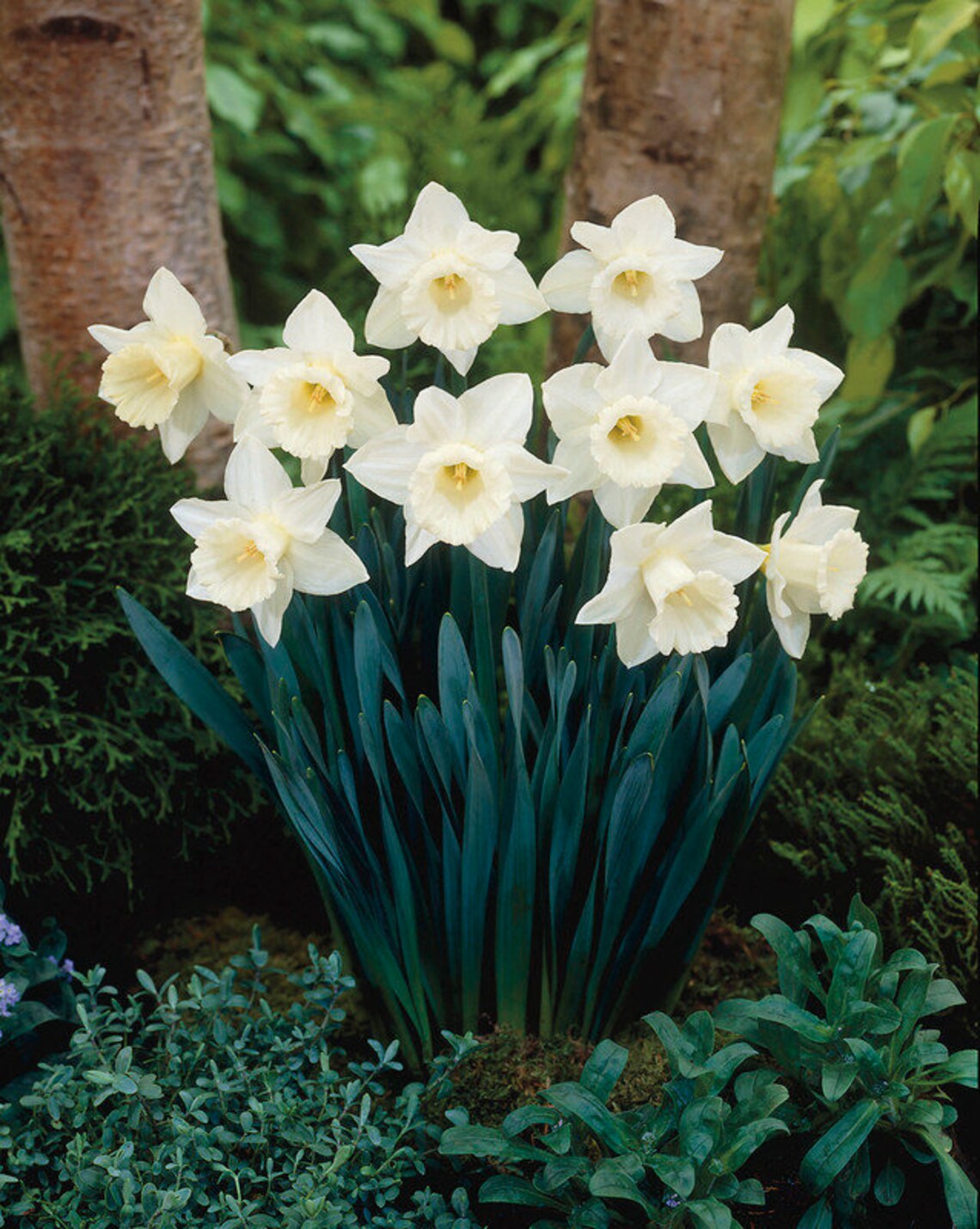 Ready to Force Mount Hood Daffodil Bulbs 5 bulbs Deer Etsy