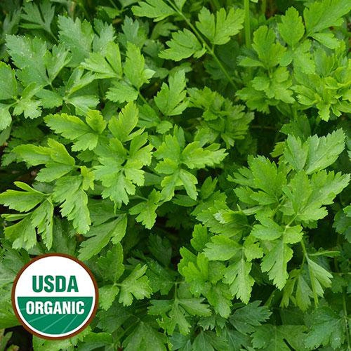 Organic Italian Flat Leaf Parsley Seeds Seed Savers Exchange Etsy