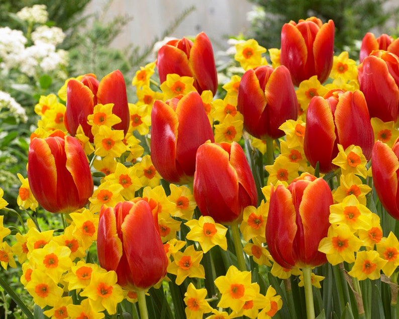 Daffodil and Tulip Bulbs Blend Spring Scents 10 bulbs Etsy