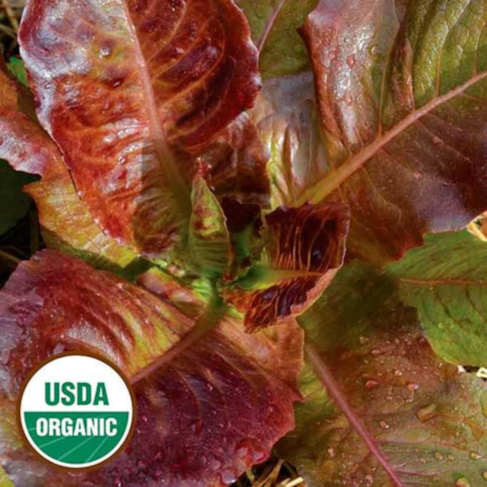 Red Romaine Lettuce Seeds Slow to Bolt 500 Seeds Organic Etsy