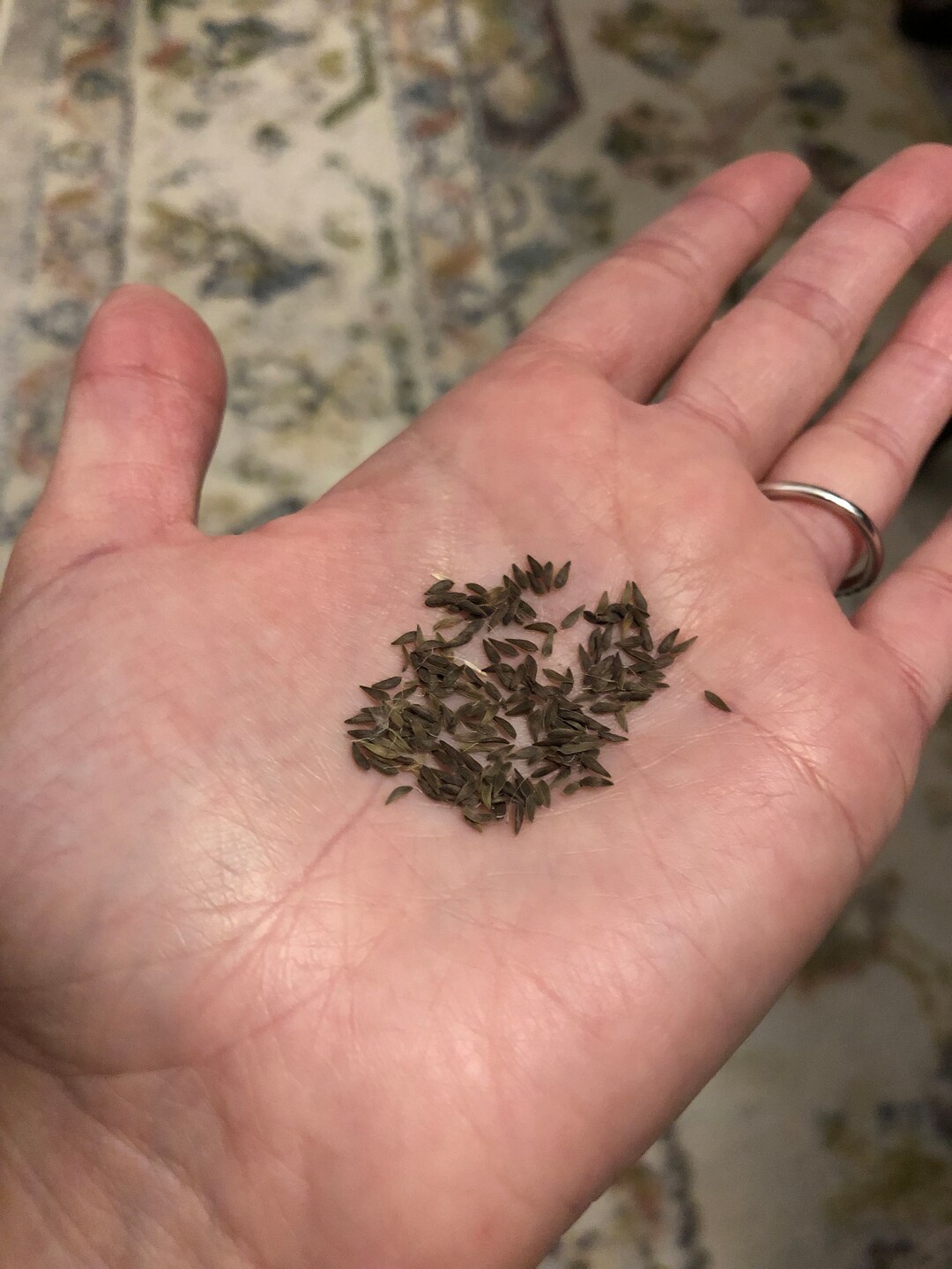 Butter Lettuce Seeds Etsy