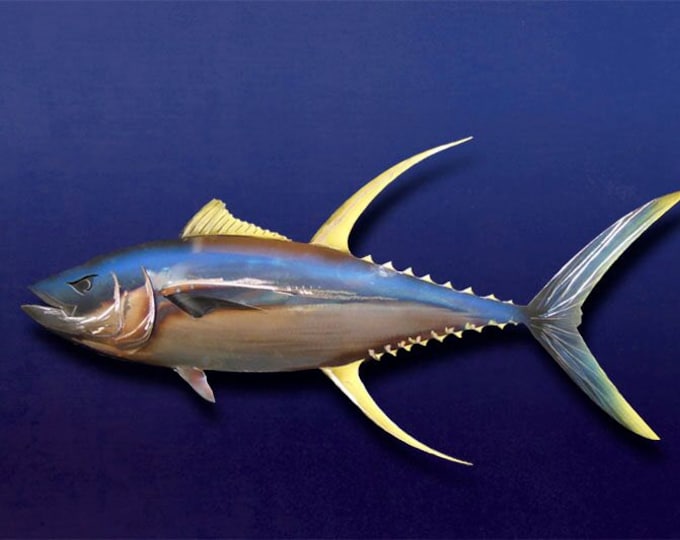 Yellow-fin Tuna