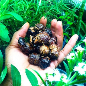 Organic Soap Nuts // Organic Detergent // Organic Soap