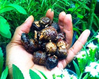 Organic Soap Nuts // Organic Detergent // Organic Soap