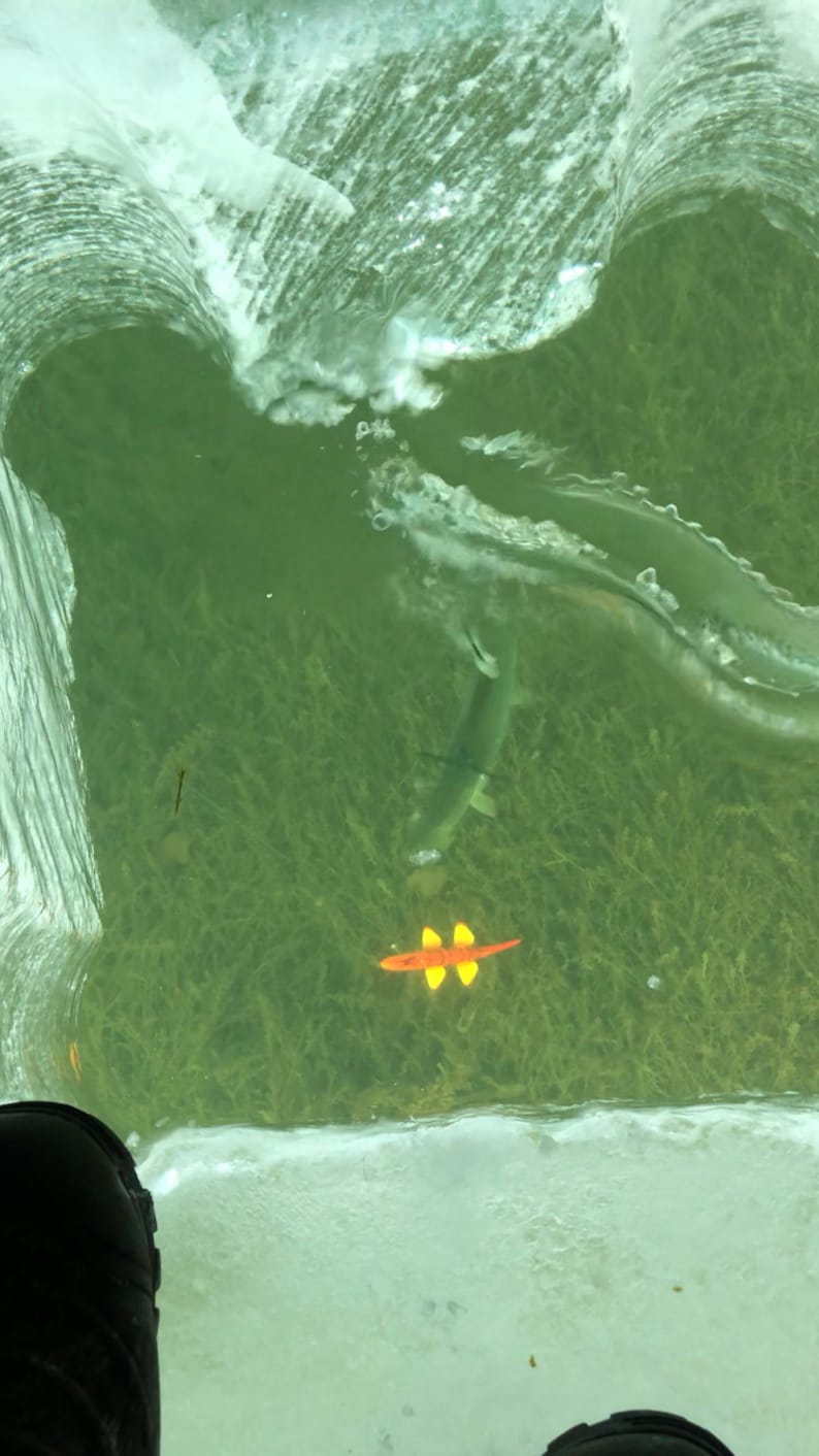 WRRHS Red Horse Sucker Fish Spearing Decoy