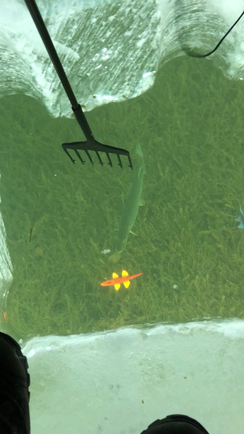 WRRHS Red Horse Sucker Fish Spearing Decoy