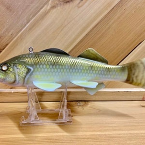 May include: A hand-painted wooden lure shaped like a fish. The lure is painted in shades of green, brown, and yellow, with a realistic fish design. The lure is mounted on a clear plastic stand.