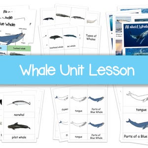 Afdrukbare les walvis, delen van een blauwe vinvis, anatomie van de blauwe vinvis, soorten walvis, alles over walvis, flashcard, montessorikaarten