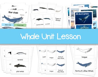 Whale Unit Lesson Printable, Parts of a Blue Whale, Blue Whale anatomy, Types of Whale, All about Whale,  Flashcard, Montessori Cards