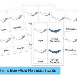 Whale Unit Lesson Printable, Parts of a Blue Whale, Blue Whale Anatomy ...