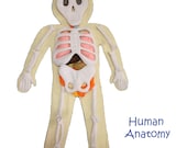 Human Anatomy