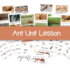 Ant Unit Lesson Printable, Parts of an ant, Ant anatomy, Types of ant, All about Ant, Life cycle of an Ant, Flashcard, 3 Parts card