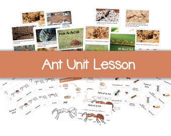 Ant Unit Lesson Printable, Parts of an ant, Ant anatomy, Types of ant, All about Ant, Life cycle of an Ant, Flashcard, 3 Parts card