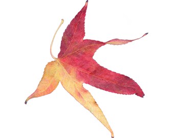 Orchid print Orchid drawing colored pencil drawing Etsy
