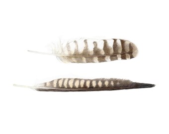 Falcon Feathers Etsy