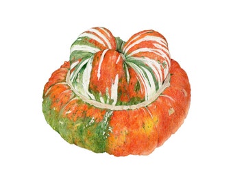 Turban Squash - Archival print of colored pencil drawing / giclee print / wall art/autumn art/botanical/farmer's market