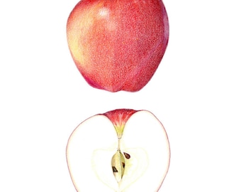 Gala Apple - Archival art print of my original colored pencil drawing