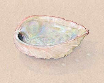 Abalone print / archival print / sea life wall art / colored pencil drawing