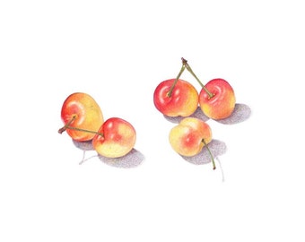 Rainier Cherries drawing / Archival print of colored pencil drawing / giclée print / wall art