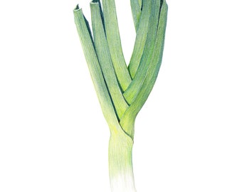 Leek - Archival print of my colored pencil drawing