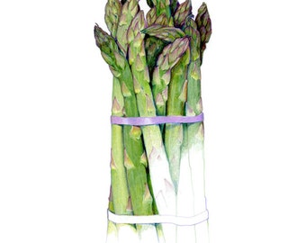 Asparagus - Archival print of my colored pencil drawing