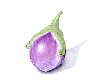Impresión de arte de berenjena - Impresión de archivo de dibujo a lápiz de colores / arte botánico