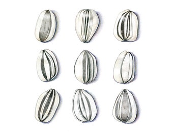 Sunflower Seeds art print - Archival print of my colored pencil drawing