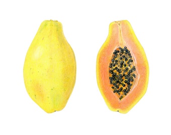 Papaya Art Print - Archival print of my colored pencil drawing