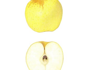 Golden Delicious Apple - Archival print of my colored pencil drawing