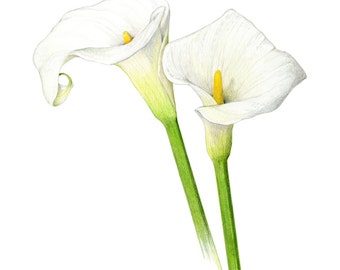 Calla lilies - Archival print of my colored pencil drawing / giclée print / wall art