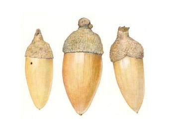 Acorn art print - Archival print of colored pencil drawing / fall decor