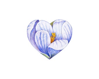 Crocus - Botanical Hearts series  - Archival print of my colored pencil drawing