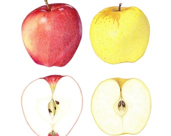 Apples - Archival print of my colored pencil drawing