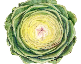 Artichoke , cross-section - Archival print of my colored pencil drawing