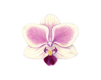 Orchid print / Orchid drawing / colored pencil drawing