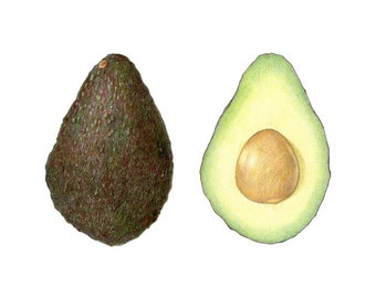 Avocado - Archival print of my colored pencil drawing