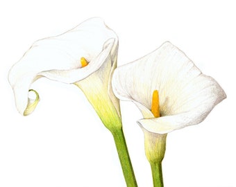 Calla Lilies Art Print - Archival print of my colored pencil drawing / giclée print / wall art