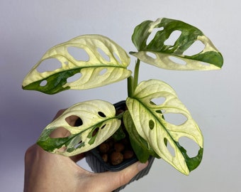 Monstera adansonii albo variegata