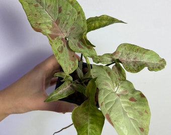 Syngonium 'Coriandoli al latte'