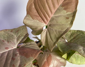 Syngonium 'Pink Spot'