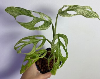 Monstera adansonii “Marmo indonesiano”