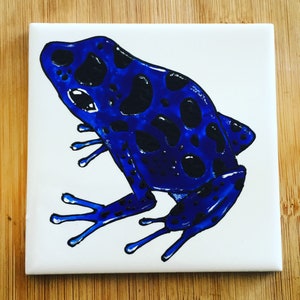Op de afbeelding: Een blauwe en zwarte gifpijl kikker met zwarte vlekken op een witte achtergrond.