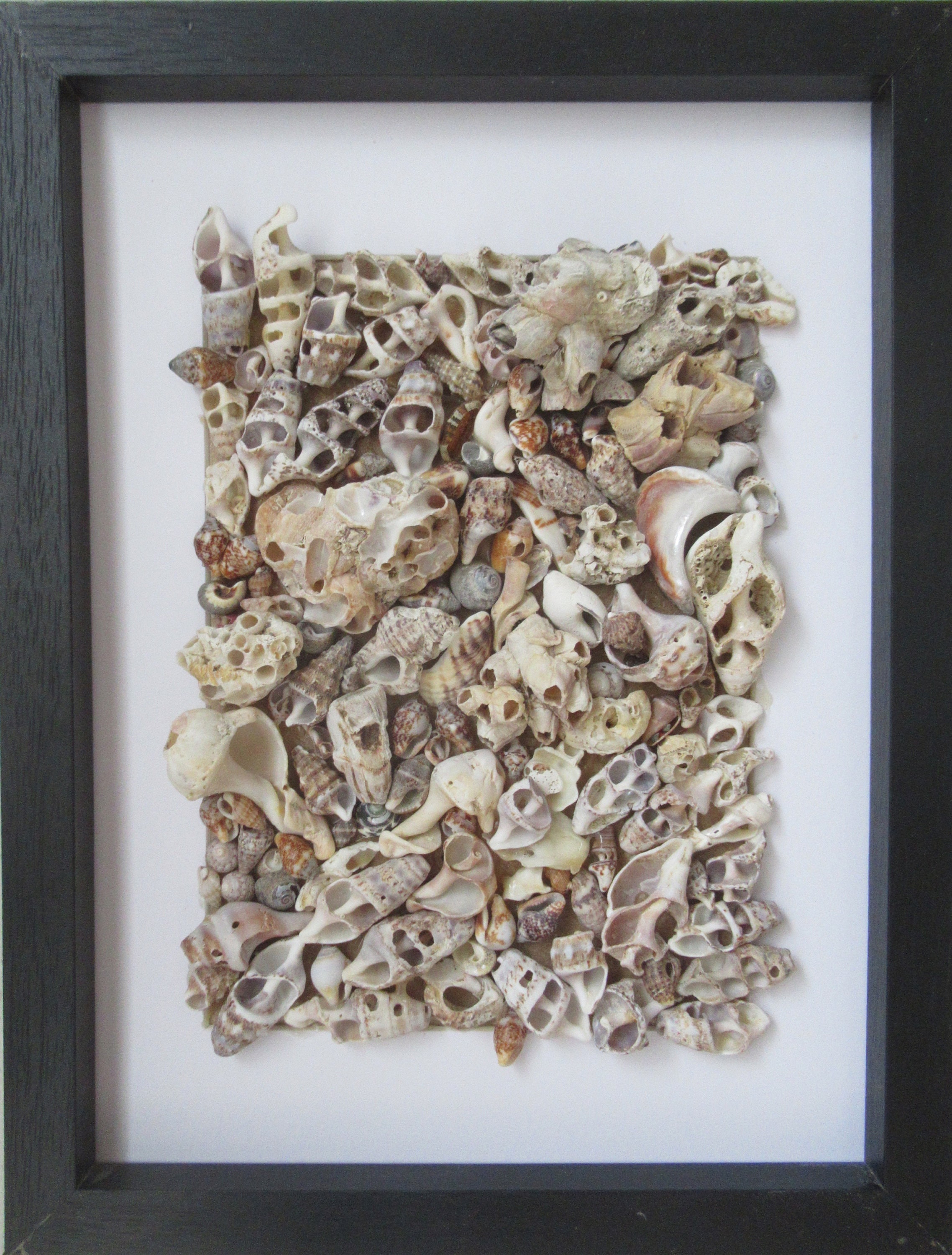 Jolie Collection/ Mélange Des Petits Coquillages.