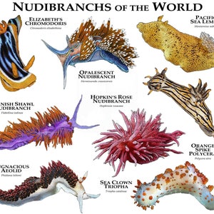 Nudibranchs of the World Poster Print
