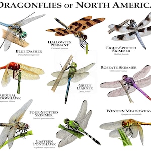 Dragonflies of North America Poster Print - SIGNED BY ARTIST!