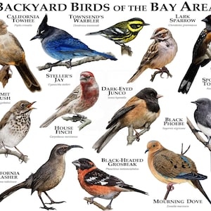 Backyard Birds of the Bay Area - SIGNED BY ARTIST!