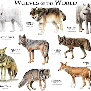 Wolves of the World Poster Print White