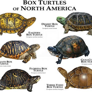 Box Turtles of North America Poster Print - SIGNED BY ARTIST!
