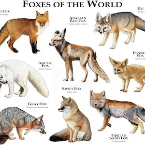 Foxes of the World Poster Print - SIGNED BY ARTIST!